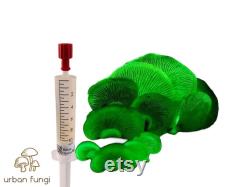 Bitter Oyster Liquid Culture Panellus Stipticus Luminescent Panellus Grow Mushrooms At Home With Instructions