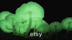 Bitter Oyster Liquid Culture Panellus Stipticus Luminescent Panellus Grow Mushrooms At Home With Instructions
