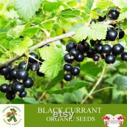 Black Currant Organic Seeds, 10 Count Black Currant Seed, Blackcurrant Plant Seeds for Pot and Garden, Non-GMO Heirloom, Open Pollination