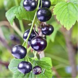 Black Currant Organic Seeds, 10 Count Black Currant Seed, Blackcurrant Plant Seeds for Pot and Garden, Non-GMO Heirloom, Open Pollination