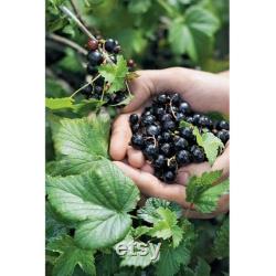Black Currant Organic Seeds, 10 Count Black Currant Seed, Blackcurrant Plant Seeds for Pot and Garden, Non-GMO Heirloom, Open Pollination