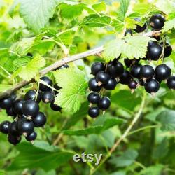 Black Currant Organic Seeds, 10 Count Black Currant Seed, Blackcurrant Plant Seeds for Pot and Garden, Non-GMO Heirloom, Open Pollination