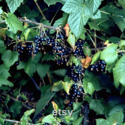 Black Currant Organic Seeds, 10 Count Black Currant Seed, Blackcurrant Plant Seeds for Pot and Garden, Non-GMO Heirloom, Open Pollination