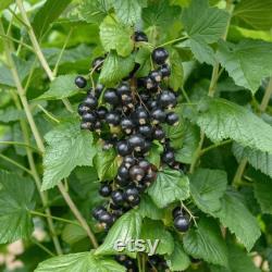 Black Currant Organic Seeds, 10 Count Black Currant Seed, Blackcurrant Plant Seeds for Pot and Garden, Non-GMO Heirloom, Open Pollination