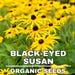 Black-eyed Susan Seeds, 50 Count Organic Black-eyed Susan Seeds , Heirloom Flower, Bright Yellow Blooms (rudbeckia Hirta)