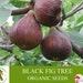 Black Fig Tree Organic Seeds, 20 Count Black Fig Tree Seed, Fig Plant Seeds For Garden And Pot, Non-gmo Heirloom, Open Pollination