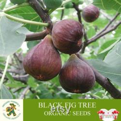 Black Fig Tree Organic Seeds, 20 Count Black Fig Tree Seed, Fig Plant Seeds for Garden and Pot, Non-GMO Heirloom, Open Pollination