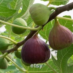 Black Fig Tree Organic Seeds, 20 Count Black Fig Tree Seed, Fig Plant Seeds for Garden and Pot, Non-GMO Heirloom, Open Pollination