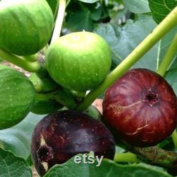 Black Fig Tree Organic Seeds, 20 Count Black Fig Tree Seed, Fig Plant Seeds for Garden and Pot, Non-GMO Heirloom, Open Pollination