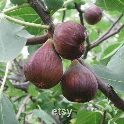Black Fig Tree Organic Seeds, 20 Count Black Fig Tree Seed, Fig Plant Seeds for Garden and Pot, Non-GMO Heirloom, Open Pollination