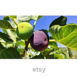 Black Fig Tree Organic Seeds, 20 Count Black Fig Tree Seed, Fig Plant Seeds for Garden and Pot, Non-GMO Heirloom, Open Pollination
