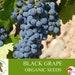 Black Grape Organic Seeds, 10 Count Black Grape Seed, Sweet Grape Plant Seeds For Garden And Pot, Non-gmo Heirloom, Open Pollination