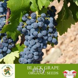 Black Grape Organic Seeds, 10 Count Black Grape Seed, Sweet Grape Plant Seeds for Garden and Pot, Non-GMO Heirloom, Open Pollination
