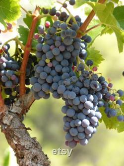 Black Grape Organic Seeds, 10 Count Black Grape Seed, Sweet Grape Plant Seeds for Garden and Pot, Non-GMO Heirloom, Open Pollination