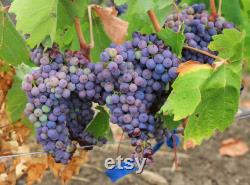 Black Grape Organic Seeds, 10 Count Black Grape Seed, Sweet Grape Plant Seeds for Garden and Pot, Non-GMO Heirloom, Open Pollination