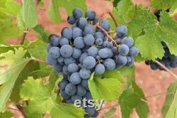 Black Grape Organic Seeds, 10 Count Black Grape Seed, Sweet Grape Plant Seeds for Garden and Pot, Non-GMO Heirloom, Open Pollination