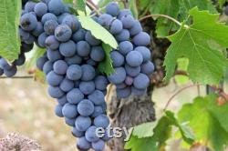 Black Grape Organic Seeds, 10 Count Black Grape Seed, Sweet Grape Plant Seeds for Garden and Pot, Non-GMO Heirloom, Open Pollination