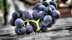 Black Grape Organic Seeds, 10 Count Black Grape Seed, Sweet Grape Plant Seeds for Garden and Pot, Non-GMO Heirloom, Open Pollination