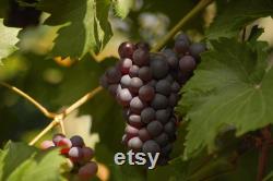 Black Grape Organic Seeds, 10 Count Black Grape Seed, Sweet Grape Plant Seeds for Garden and Pot, Non-GMO Heirloom, Open Pollination