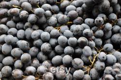 Black Grape Organic Seeds, 10 Count Black Grape Seed, Sweet Grape Plant Seeds for Garden and Pot, Non-GMO Heirloom, Open Pollination