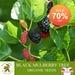 Black Mulberry Tree Organic Seeds, 5 Count Black Mulberry Tree Seed, Mulberry Plant Seeds For Garden And Pot, Non-gmo Heirloom