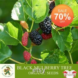Black Mulberry Tree Organic Seeds, 5 Count Black Mulberry Tree Seed, Mulberry Plant Seeds for Garden and Pot, Non-GMO Heirloom
