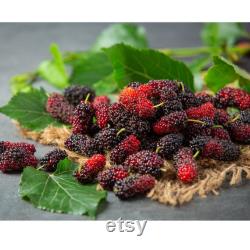 Black Mulberry Tree Organic Seeds, 5 Count Black Mulberry Tree Seed, Mulberry Plant Seeds for Garden and Pot, Non-GMO Heirloom