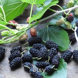 Black Mulberry Tree Organic Seeds, 5 Count Black Mulberry Tree Seed, Mulberry Plant Seeds for Garden and Pot, Non-GMO Heirloom