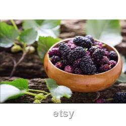 Black Mulberry Tree Organic Seeds, 5 Count Black Mulberry Tree Seed, Mulberry Plant Seeds for Garden and Pot, Non-GMO Heirloom