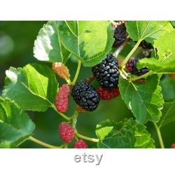 Black Mulberry Tree Organic Seeds, 5 Count Black Mulberry Tree Seed, Mulberry Plant Seeds for Garden and Pot, Non-GMO Heirloom