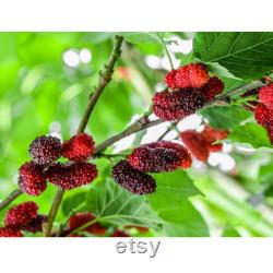 Black Mulberry Tree Organic Seeds, 5 Count Black Mulberry Tree Seed, Mulberry Plant Seeds for Garden and Pot, Non-GMO Heirloom