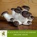 Black Pearl Oyster Mushroom Organic Seeds 50 Black Pearl Oyster Spores Grow Fresh, Gourmet Mushrooms At Home Easy And High Yield
