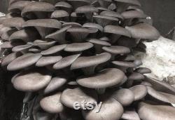 Black Pearl Oyster Mushroom Organic Seeds 50 Black Pearl Oyster Spores Grow Fresh, Gourmet Mushrooms at Home Easy and High Yield