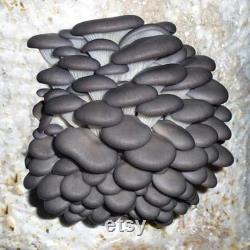 Black Pearl Oyster Mushroom Organic Seeds 50 Black Pearl Oyster Spores Grow Fresh, Gourmet Mushrooms at Home Easy and High Yield