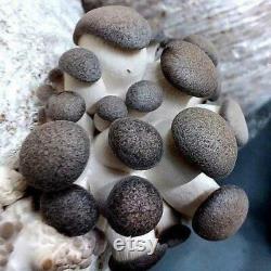 Black Pearl Oyster Mushroom Organic Seeds 50 Black Pearl Oyster Spores Grow Fresh, Gourmet Mushrooms at Home Easy and High Yield