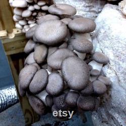 Black Pearl Oyster Mushroom Organic Seeds 50 Black Pearl Oyster Spores Grow Fresh, Gourmet Mushrooms at Home Easy and High Yield