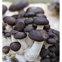 Black Pearl Oyster Mushroom Organic Seeds 50 Black Pearl Oyster Spores Grow Fresh, Gourmet Mushrooms at Home Easy and High Yield