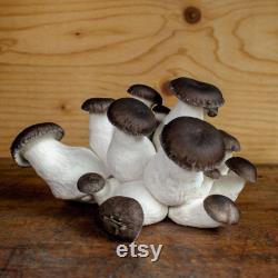 Black Pearl Oyster Mushroom Organic Seeds 50 Black Pearl Oyster Spores Grow Fresh, Gourmet Mushrooms at Home Easy and High Yield