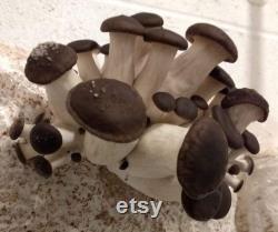Black Pearl Oyster Mushroom Organic Seeds 50 Black Pearl Oyster Spores Grow Fresh, Gourmet Mushrooms at Home Easy and High Yield