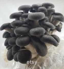 Black Pearl Oyster Mushroom Organic Seeds 50 Black Pearl Oyster Spores Grow Fresh, Gourmet Mushrooms at Home Easy and High Yield
