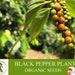 Black Pepper Plant Organic Seeds, 25 Count Black Pepper Plant Seed, Black Pepper Plant For Pot And Garden, Non-gmo Heirloom