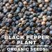Black Pepper Plant Organic Seeds, 25 Count Black Pepper Plant Seed, Black Pepper Plant For Pot And Garden, Non-gmo Heirloom