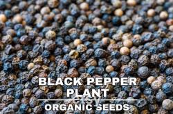 Black Pepper Plant Organic Seeds, 25 Count Black Pepper Plant Seed, Black Pepper Plant for Pot and Garden, Non-GMO Heirloom
