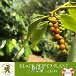 Black Pepper Plant Organic Seeds, 25 Count Black Pepper Plant Seed, Black Pepper Plant for Pot and Garden, Non-GMO Heirloom