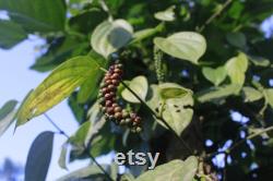 Black Pepper Plant Organic Seeds, 25 Count Black Pepper Plant Seed, Black Pepper Plant for Pot and Garden, Non-GMO Heirloom