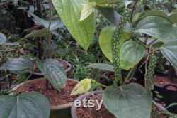 Black Pepper Plant Organic Seeds, 25 Count Black Pepper Plant Seed, Black Pepper Plant for Pot and Garden, Non-GMO Heirloom