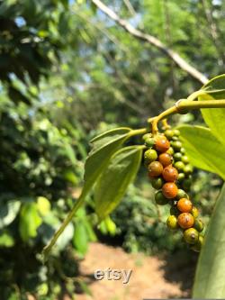Black Pepper Plant Organic Seeds, 25 Count Black Pepper Plant Seed, Black Pepper Plant for Pot and Garden, Non-GMO Heirloom