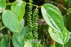 Black Pepper Plant Organic Seeds, 25 Count Black Pepper Plant Seed, Black Pepper Plant for Pot and Garden, Non-GMO Heirloom