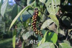Black Pepper Plant Organic Seeds, 25 Count Black Pepper Plant Seed, Black Pepper Plant for Pot and Garden, Non-GMO Heirloom
