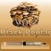 Black Poplar (pioppino) Agrocybe Aegerita Gourmet Mushroom Liquid Culture